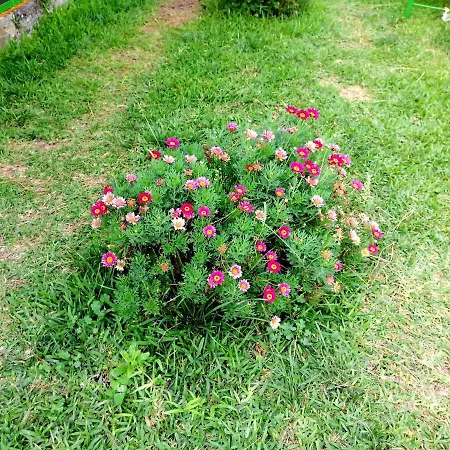 Il Gelsomino Dell'etna Chalet Giarre