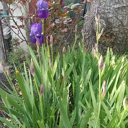 Il Gelsomino Dell'etna Giarre