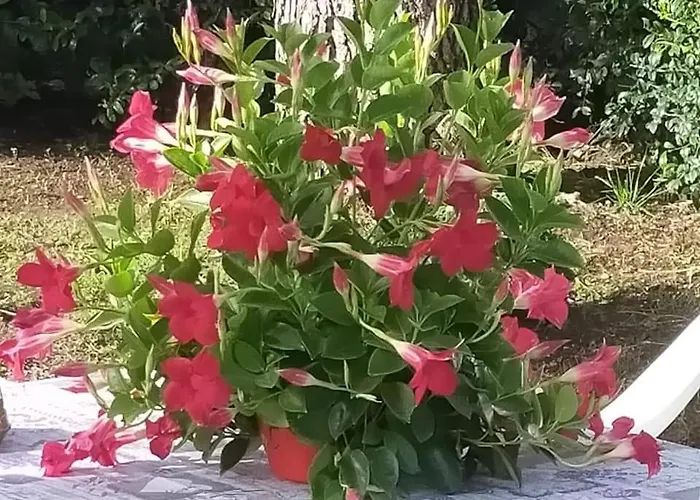 شاليه Il Gelsomino Dell'etna *
